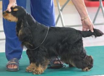 It's Showtime Folks - Claramand Cocker Spaniels